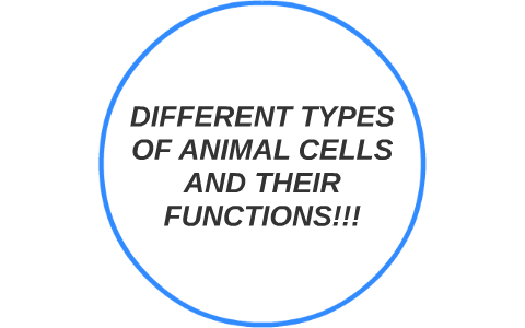 DIFFERENT TYPES OF ANIMAL CELLS AND THEIR FUNCTIONS by Dalton Barcia
