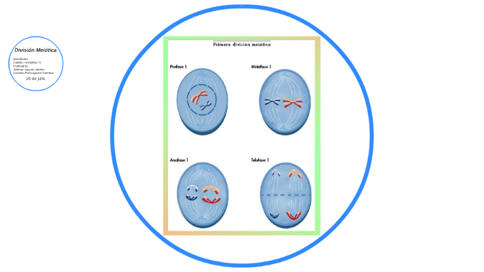 División Meiótica by Natalia Hernández Bolaños on Prezi Next