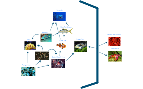 Coral Reef Food Web by Leo Polk on Prezi