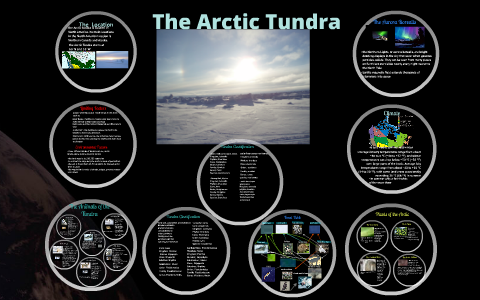 The Arctic Tundra By Martin Li On Prezi