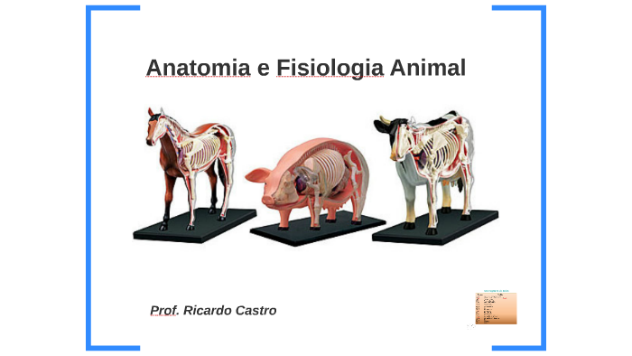 O Que é Anatomia E Fisiologia Animal
