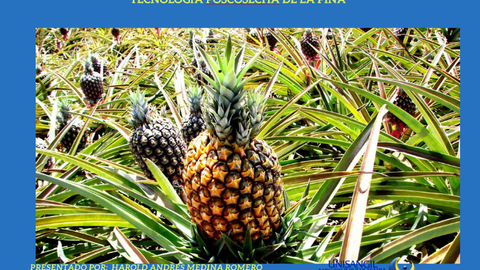 TECNOLOGÍA POSCOSECHA DE LA PIÑA by HAROLD MEDINA on Prezi