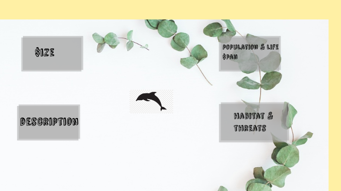 bottlenose dolphin -mckenzie by McKenzie Dionne on Prezi