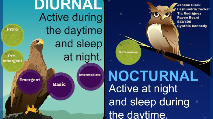 Nocturnal vs. Diurnal Animals by Raven Beard