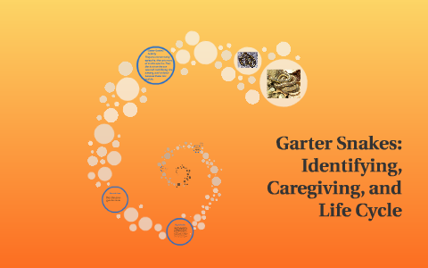 Garter Snakes: Identifying, Caregiving, and Life Cycle by Krys Marshall ...