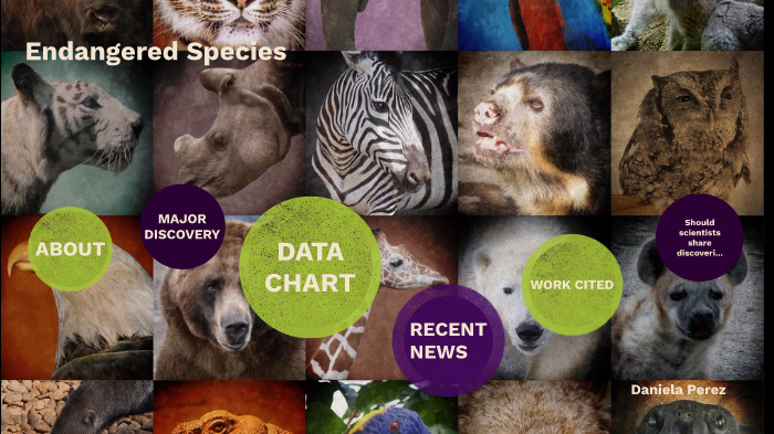 Endangered Species by Daniela Perez on Prezi