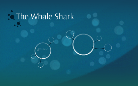 Milo The Whale Shark by Annalisa Barraza on Prezi