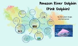 Amazon River Dolphin Pink Dolphin By Mk Briglio