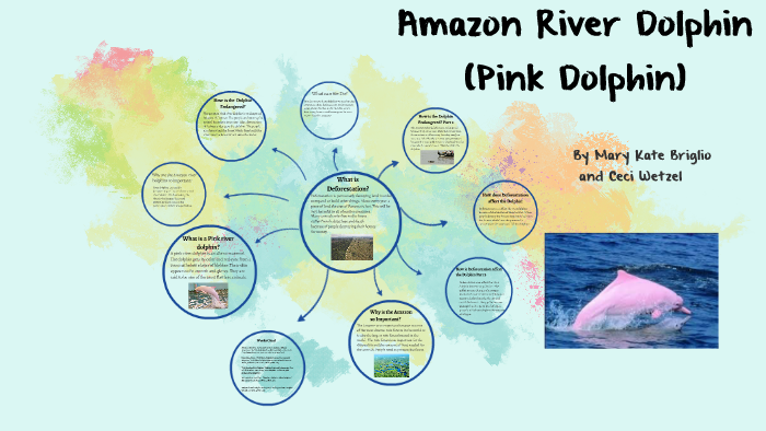 Amazon River Dolphin Pink Dolphin By Mk Briglio