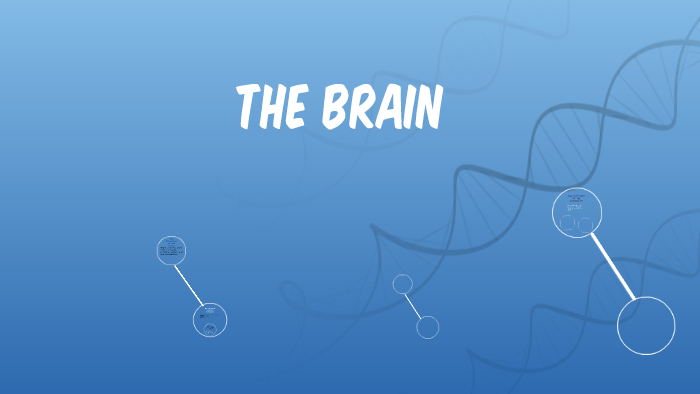 The Brain by Jeremy Eddy on Prezi