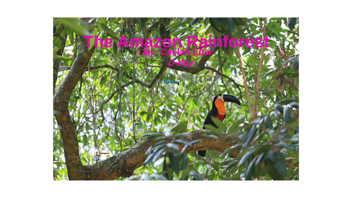 The Amazon rainforest by Grace Guidet on Prezi