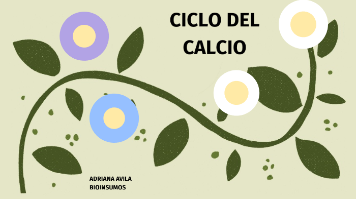 Ciclo Del Calcio By Adriana Andrade 7904