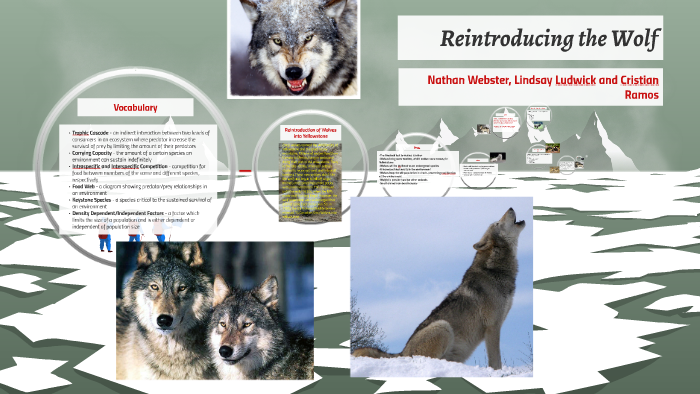 reintroduction of non experimental wolves