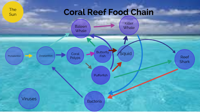 Coral Reef Food Chain by Nicholas Smith on Prezi
