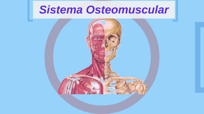 Sistema Osteomuscular By Cristian Vargas On Prezi 0362