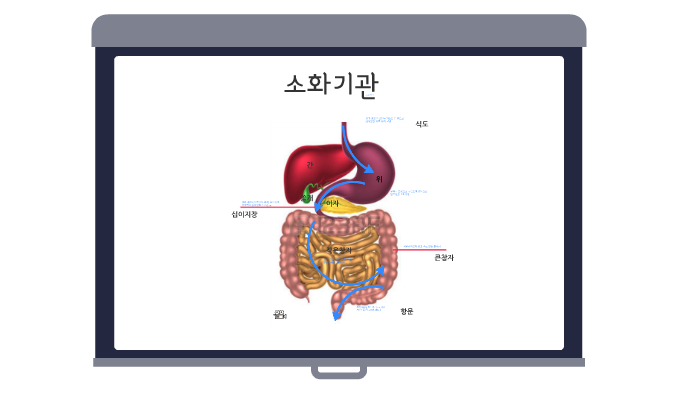 소화과정/소화기관 by 안 녕 on Prezi