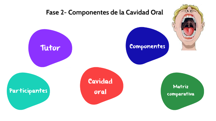 Fase Fase Componentes De La Cavidad Oral By Andres Sanchez On Prezi