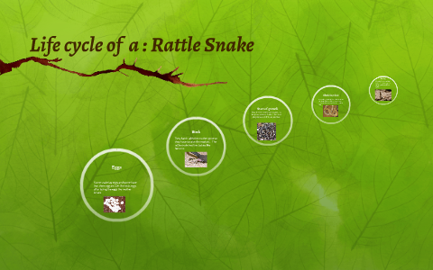 Life Cycle Of A Rattlesnake
