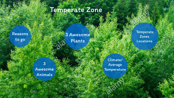 Temperate Zone by Samson Bassin