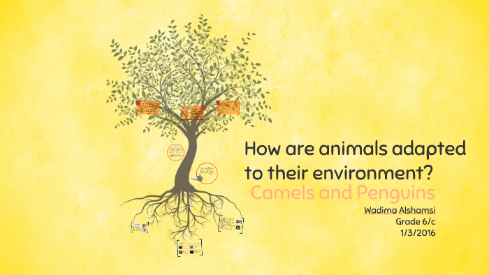 how-are-animals-adapted-to-their-environment-by-mahra-alshamsi