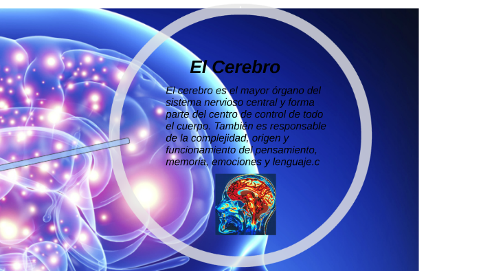 El cerebro es el mayor órgano del sistema nervioso central y by Sabrina ...