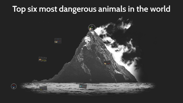 most dangerous animals in the world by Mr Kelly