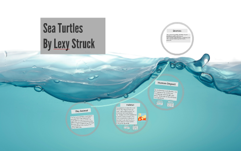 Sea Turtles by Lexy Struck on Prezi