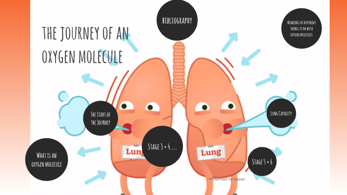 the-journey-of-an-oxygen-molecule-by-jasper-james-on-prezi