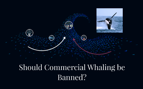 Should Commercial Whaling be Banned? by Alexis Haley on Prezi