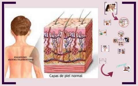 EXAMEN DEL SISTEMA TEGUMENTARIO by celina gamez on Prezi