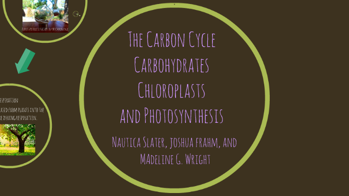 The Carbon Cycle by Madeline Wright on Prezi