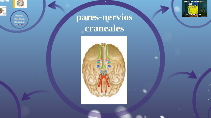 pares-nervios craneales by vanessa morales