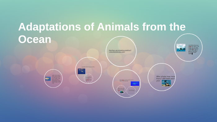 Adaptations of Animals from the Ocean by Aniyah perez on Prezi