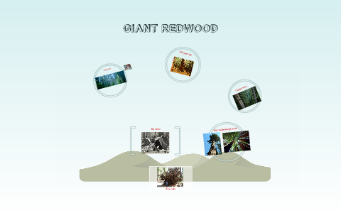 Tree roots by Thea Mathilda Teigland Erlandsen on Prezi