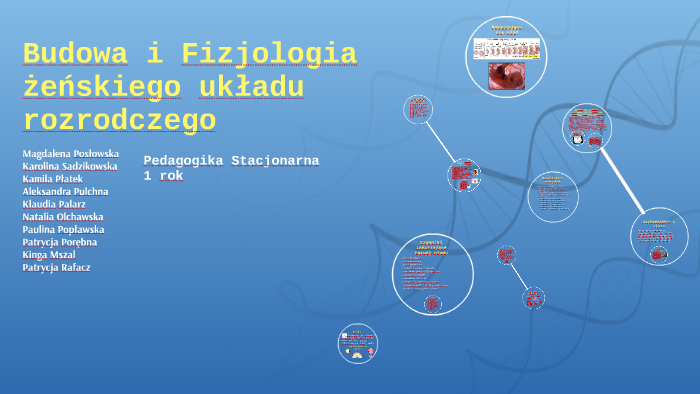 Budowa I Fizjologia żeńskiego Układu Rozrodczego By Michał Materla On Prezi 1864