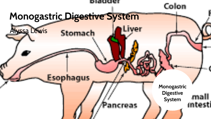Digestive System Monogastric by Alyssa Lewis