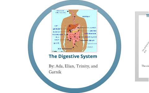 Digestive System by Elian Dominguez on Prezi