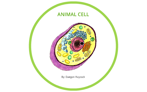ANIMAL CELL by on Prezi