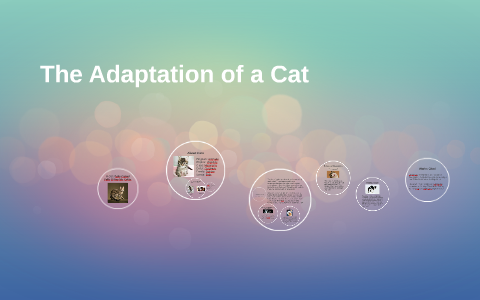 The Adaptation Of A Cat By Eden Bruno