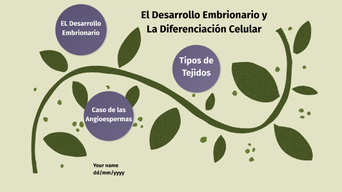 El Desarrollo Embrionario Y La Diferenciacion Celular By Ismael Morales On Prezi 1119