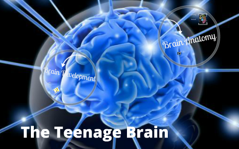 The Teenage Brain by Katy Clark on Prezi
