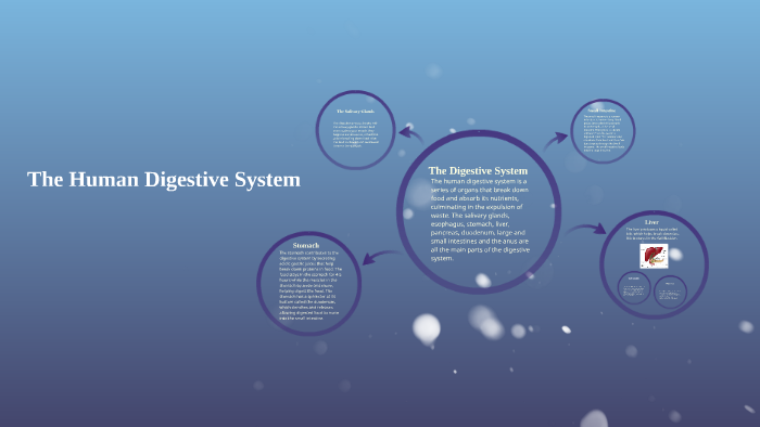 The Digestive System by Andrew Schwagly on Prezi