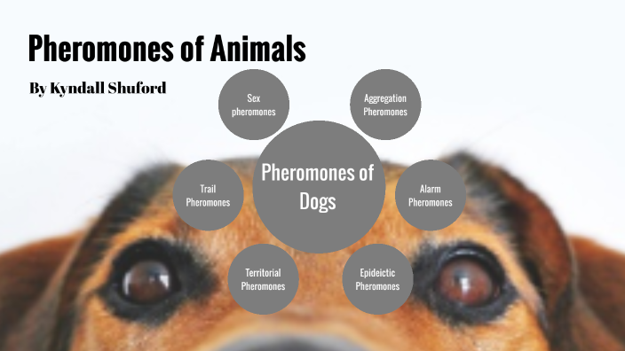 Pheromones of Animals by Kyndall Shufordbeets