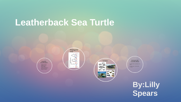 Leatherback Sea Turtle by Lilly Spears on Prezi