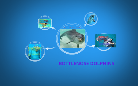 BOTTLENOSE DOLPHINS by maddy mills on Prezi