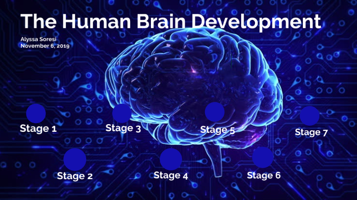 The Human Brain Development By Alyssa Soresi