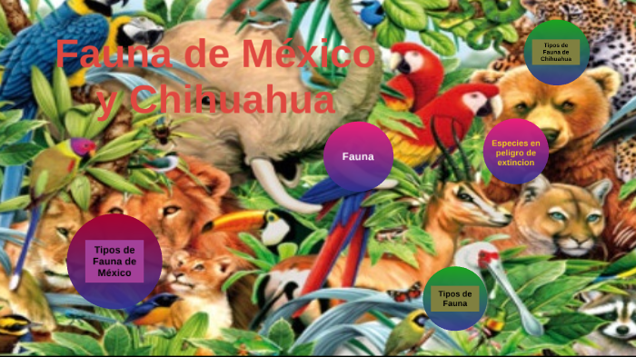Fauna de México y Chihuahua by fabian martinez on Prezi