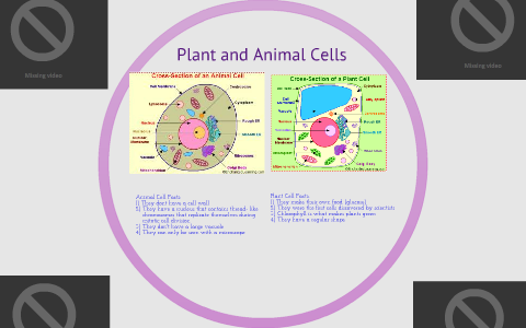 Plant and animal cells by Courtney Biology6 on Prezi