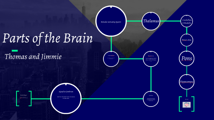 Parts of the Brain by Thomas Hirschfeld on Prezi