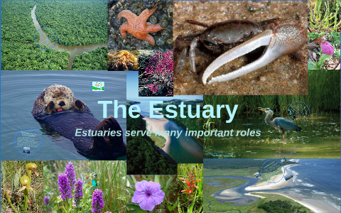 The Estuary by Matthew Y.